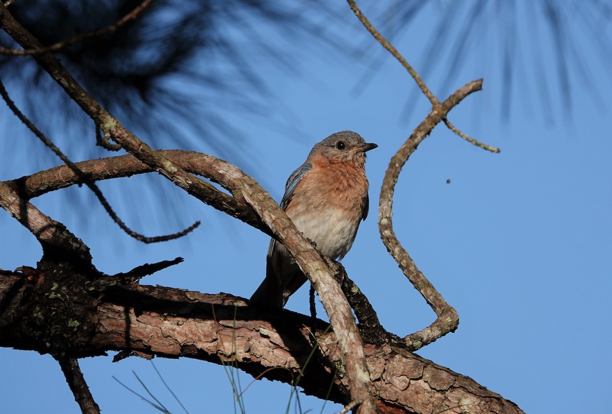 Eastern Bluebird - ML454413211