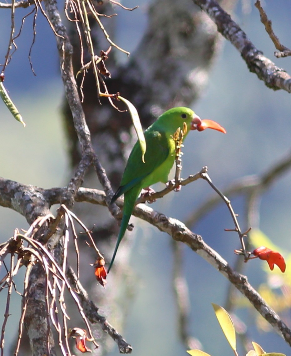 Plain Parakeet - ML45441371