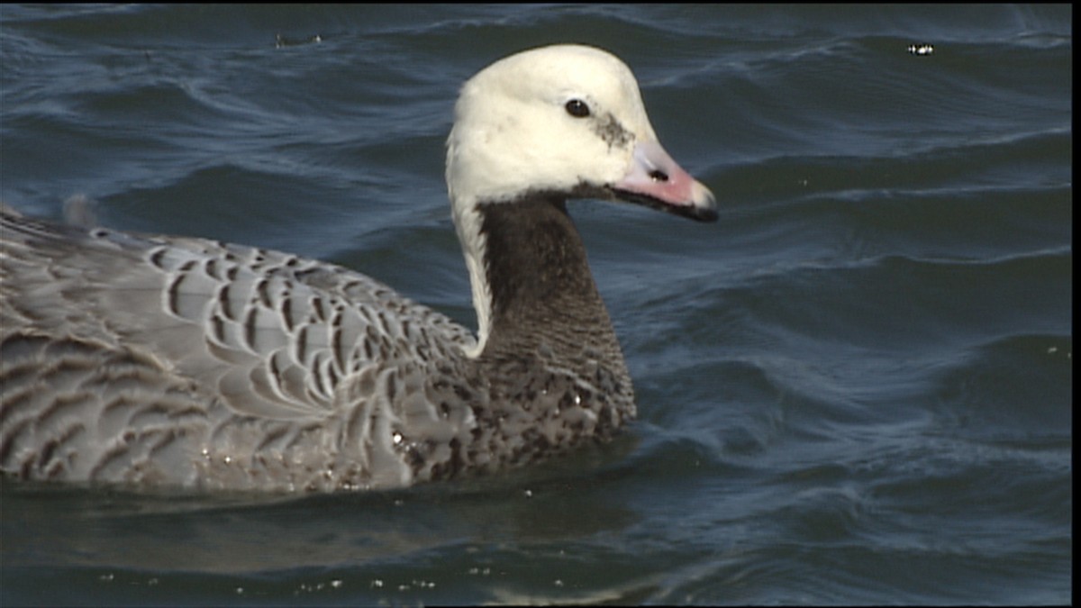 ML454414 - Emperor Goose - Macaulay Library