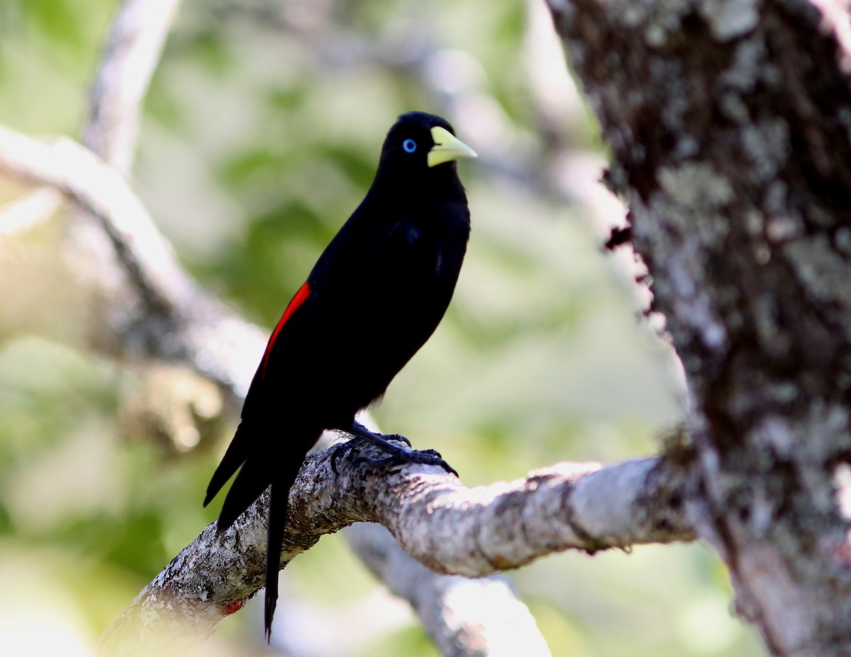 Red-rumped Cacique - ML45441551