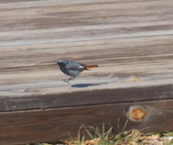 Black Redstart - ML454415651
