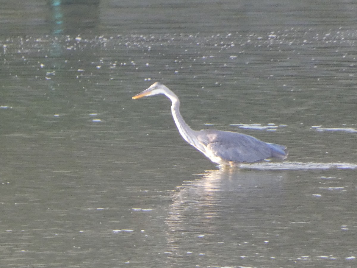 Great Blue Heron - ML454416021