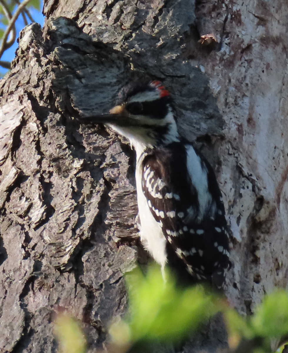 Hairy Woodpecker - ML454417971