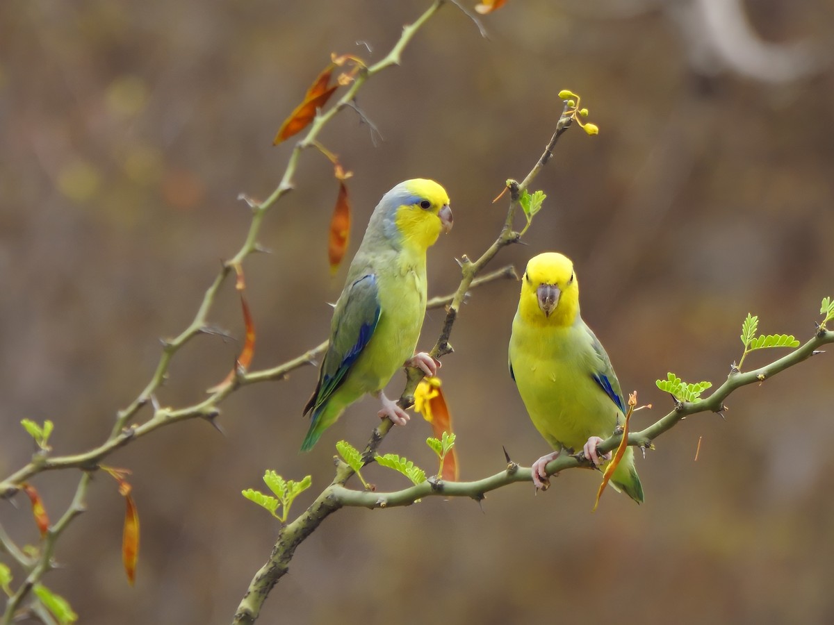 Sarı Kulaklı Serçe Papağanı - ML454418461