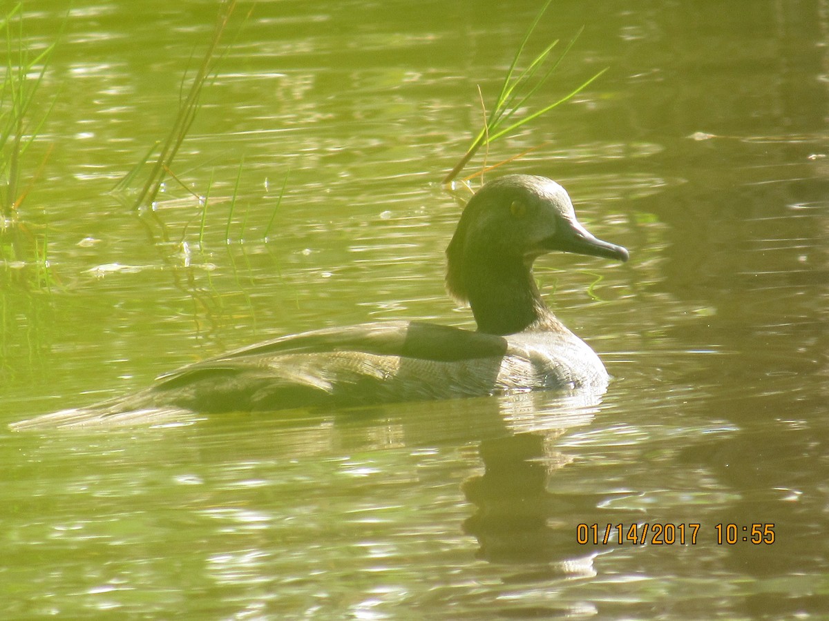 Hooded Merganser - ML45441851