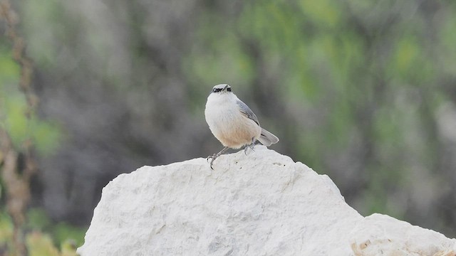 Western Rock Nuthatch - ML454419161