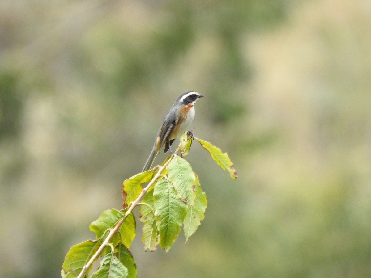 Plain-tailed Warbling Finch - Marcelo Quipo