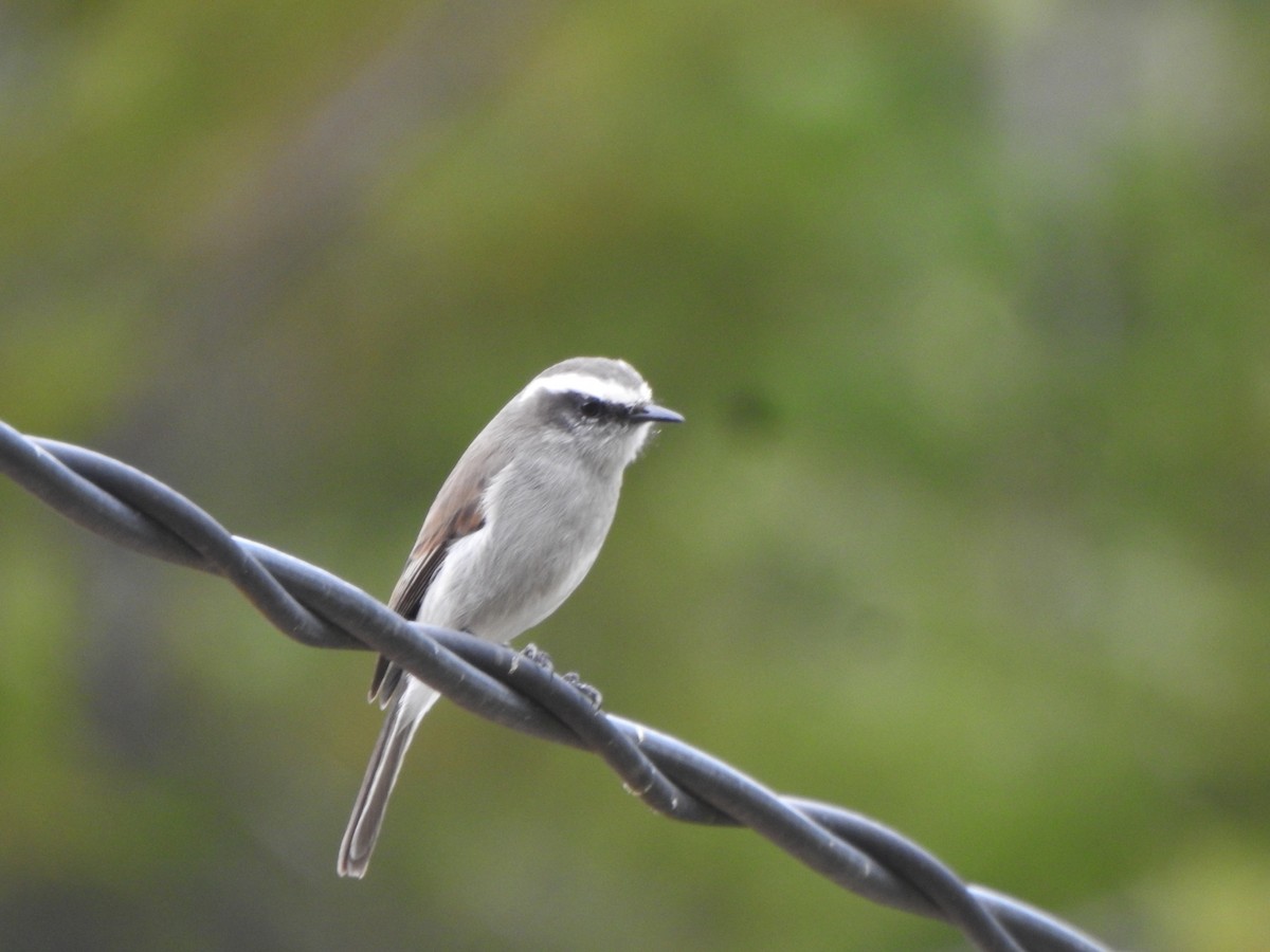 White-browed Chat-Tyrant - Marcelo Quipo