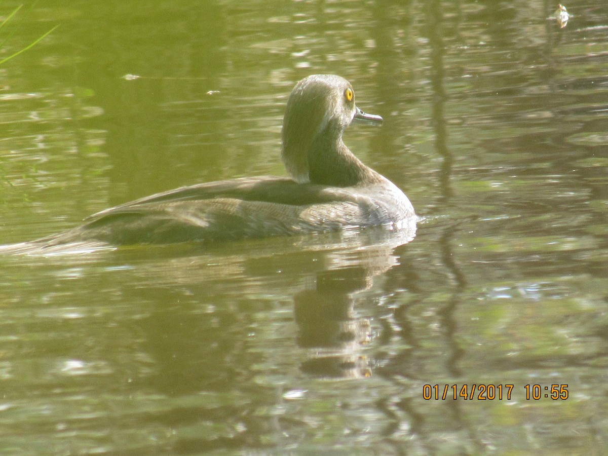 Hooded Merganser - ML45442061