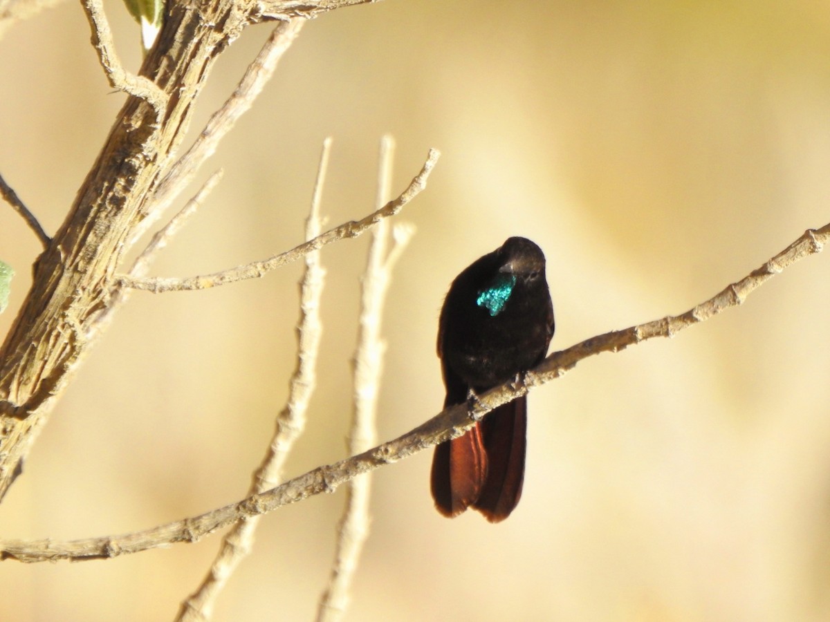 kolibřík mourovatý - ML454420651