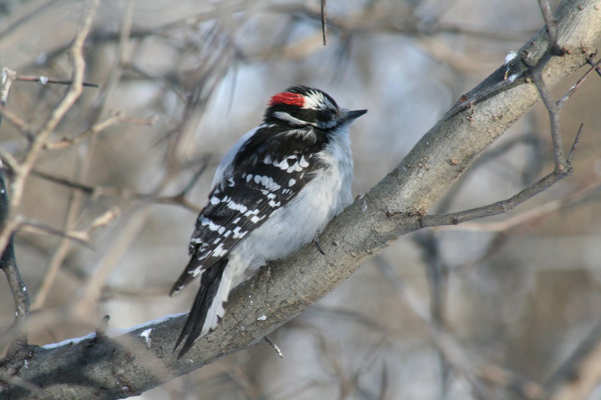 Downy Woodpecker - Michel Cournoyer