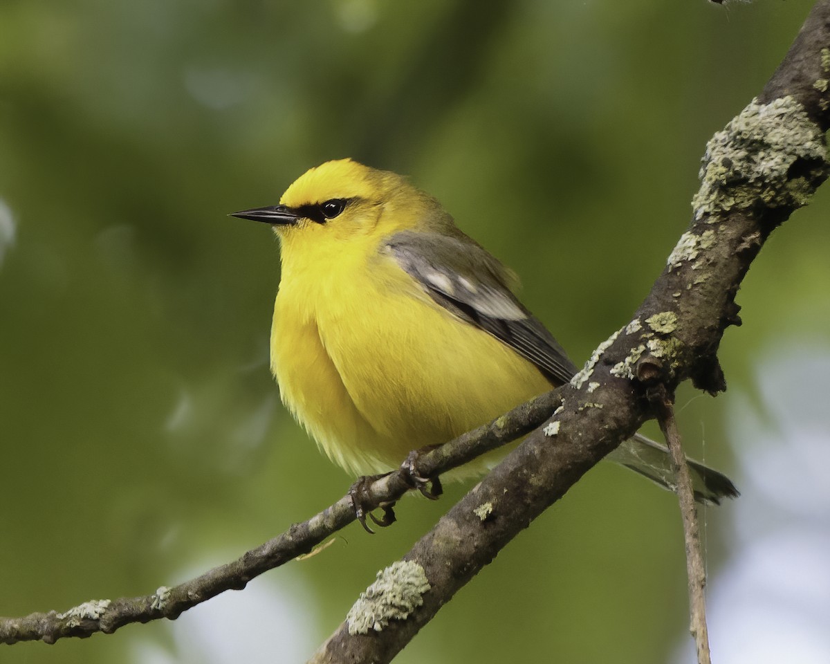 Blue-winged Warbler - ML454420751