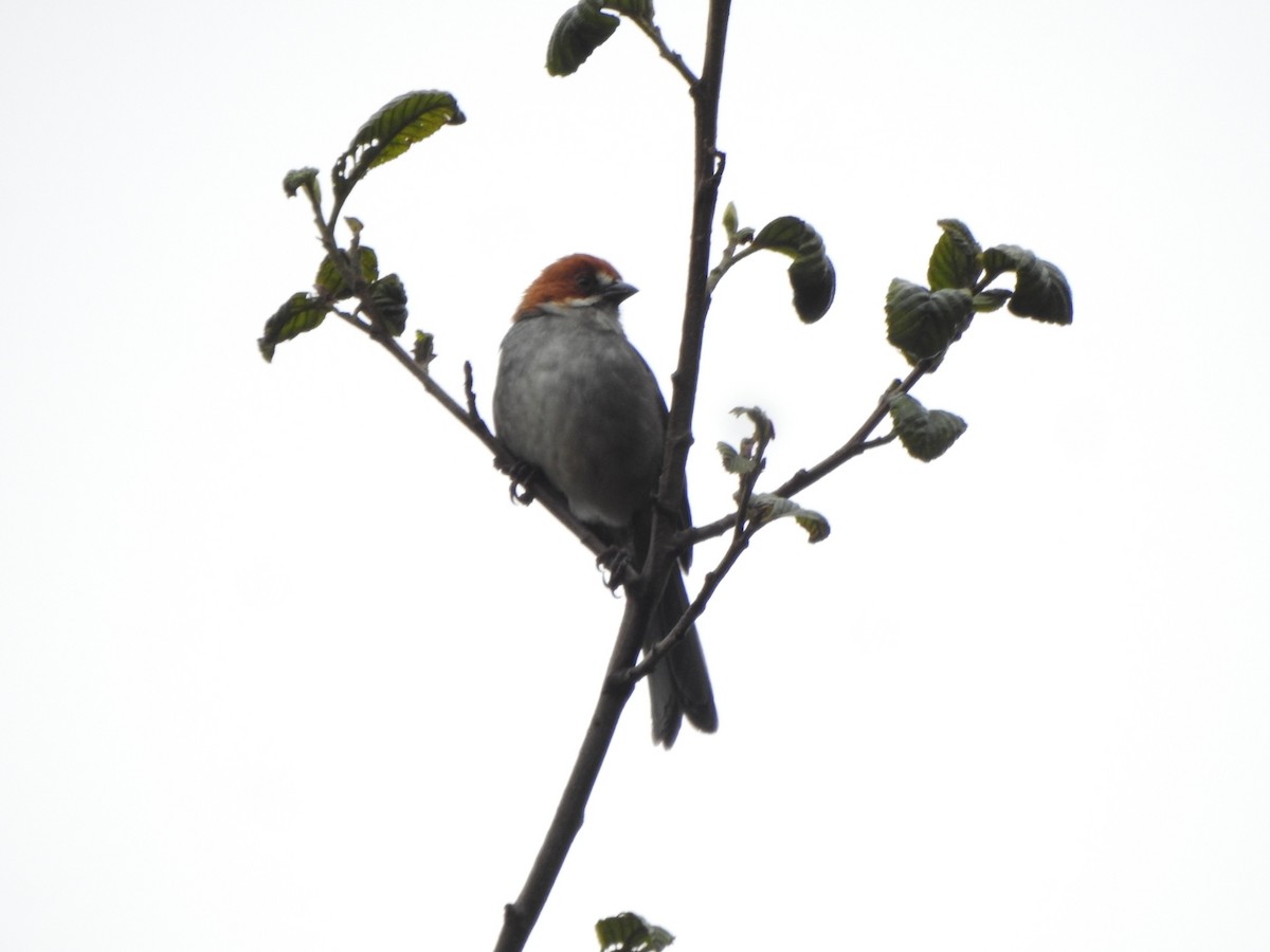 Rufous-eared Brushfinch - Marcelo Quipo