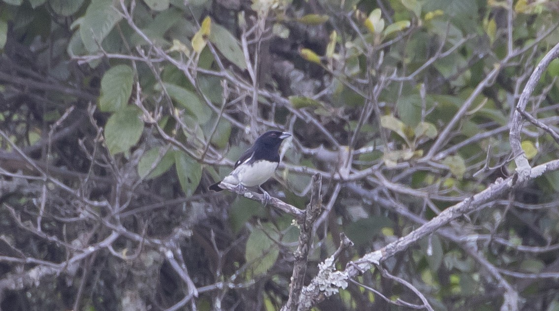 Black-and-white Tanager - ML454421421