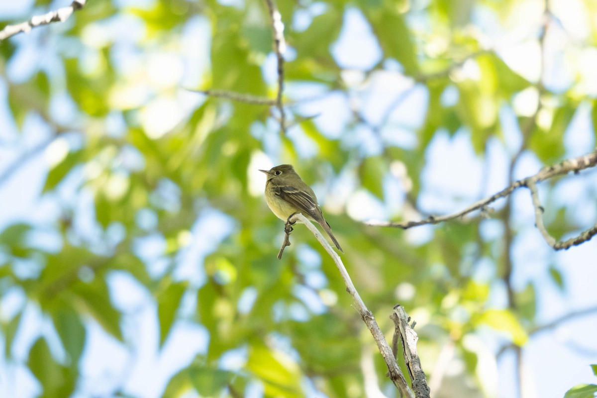 Western Flycatcher (Cordilleran) - Mikey Hoy