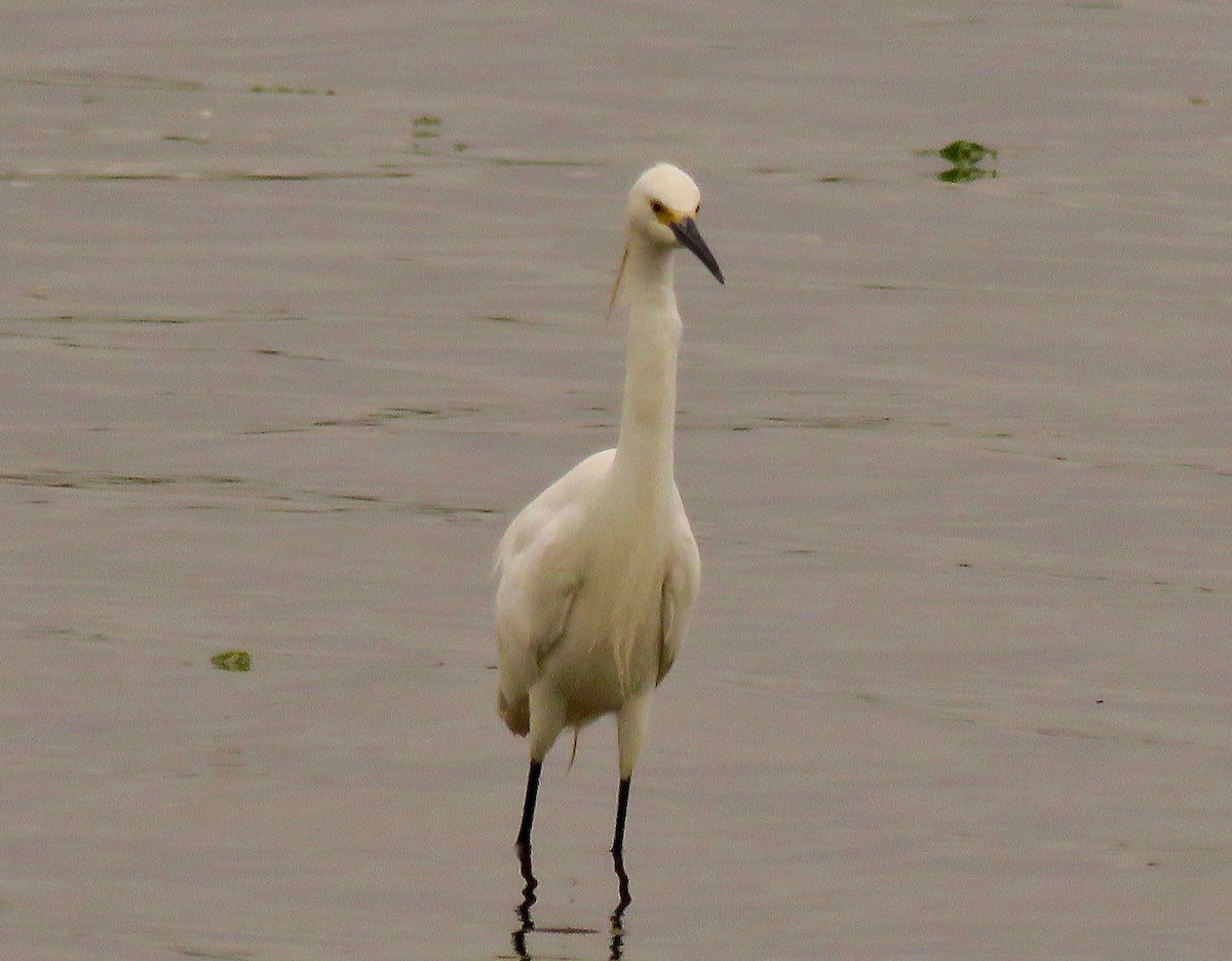 volavka bělostná - ML454422581