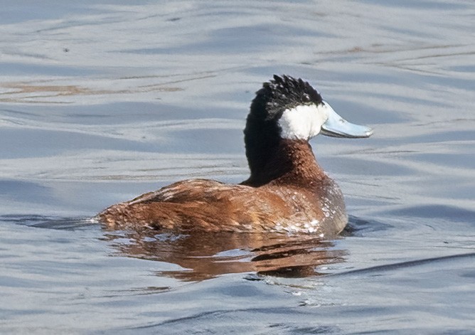 Ruddy Duck - ML454422591