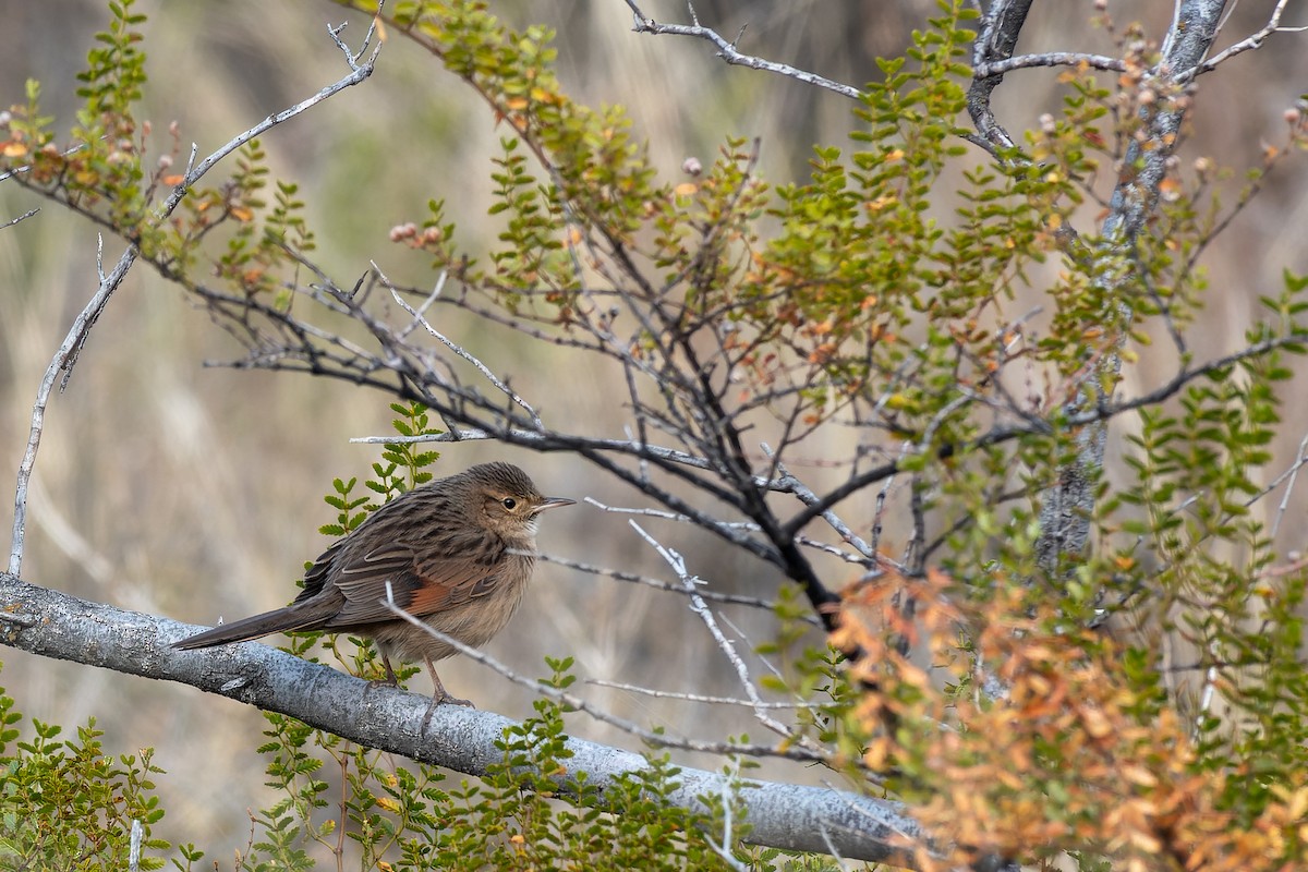 Strichelrückencanastero (Rötelflügelcanastero) - ML454422671