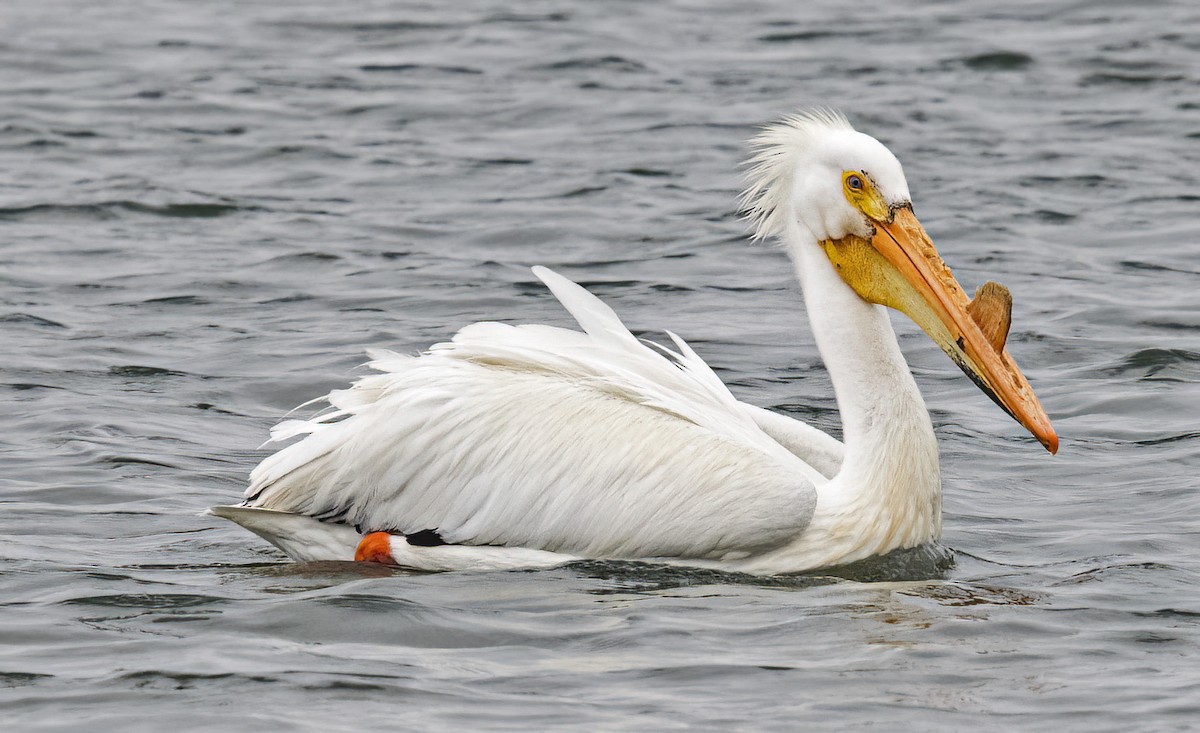 American White Pelican - Mark  Herbert