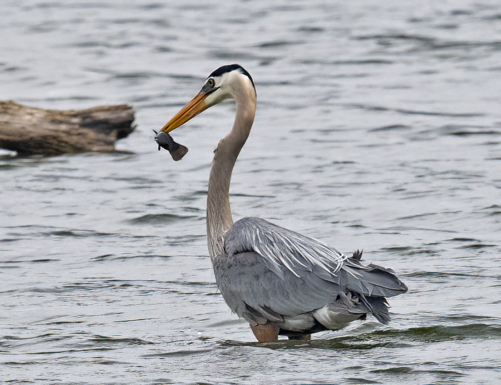 Great Blue Heron - ML454422741