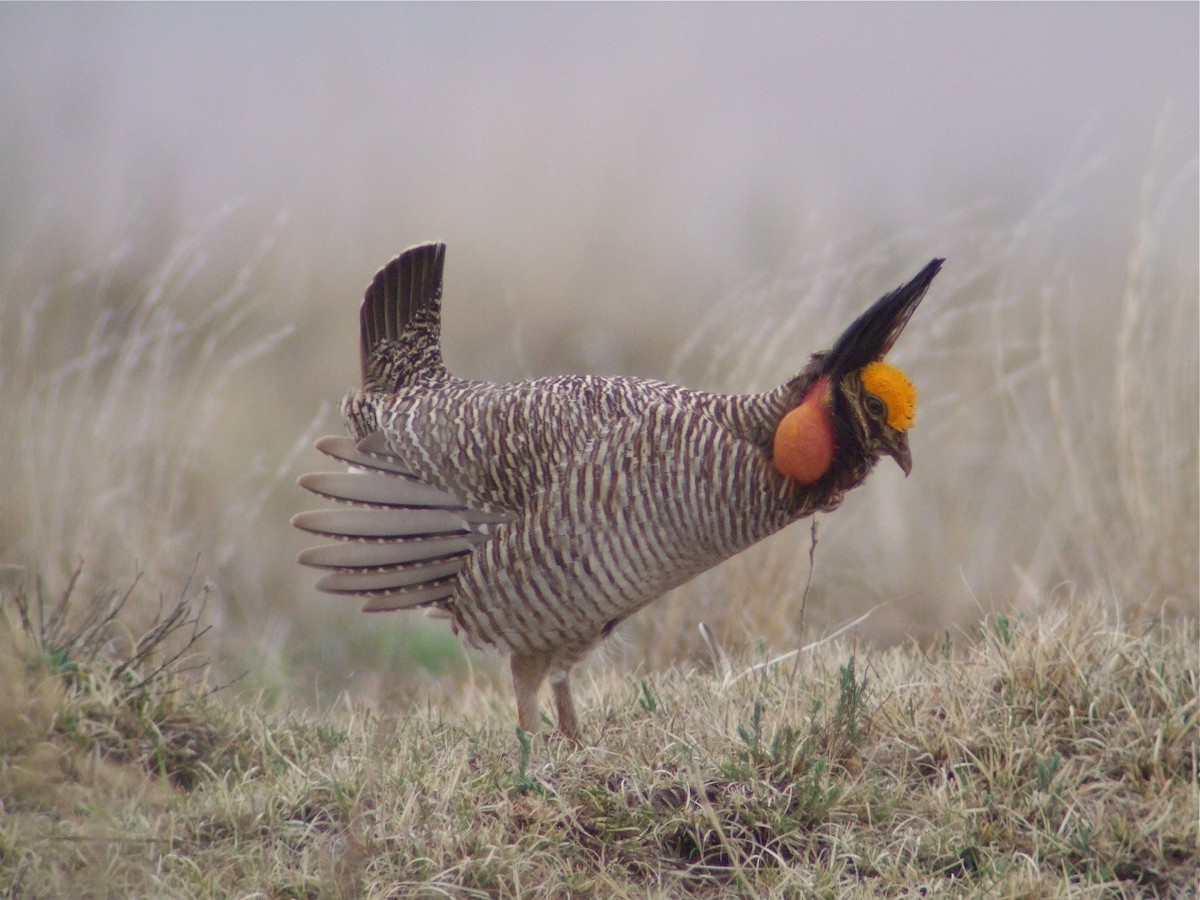 Lesser Prairie-Chicken - Sharon Stiteler