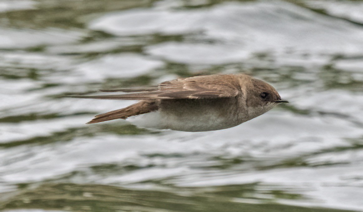 Northern Rough-winged Swallow - Mark  Herbert