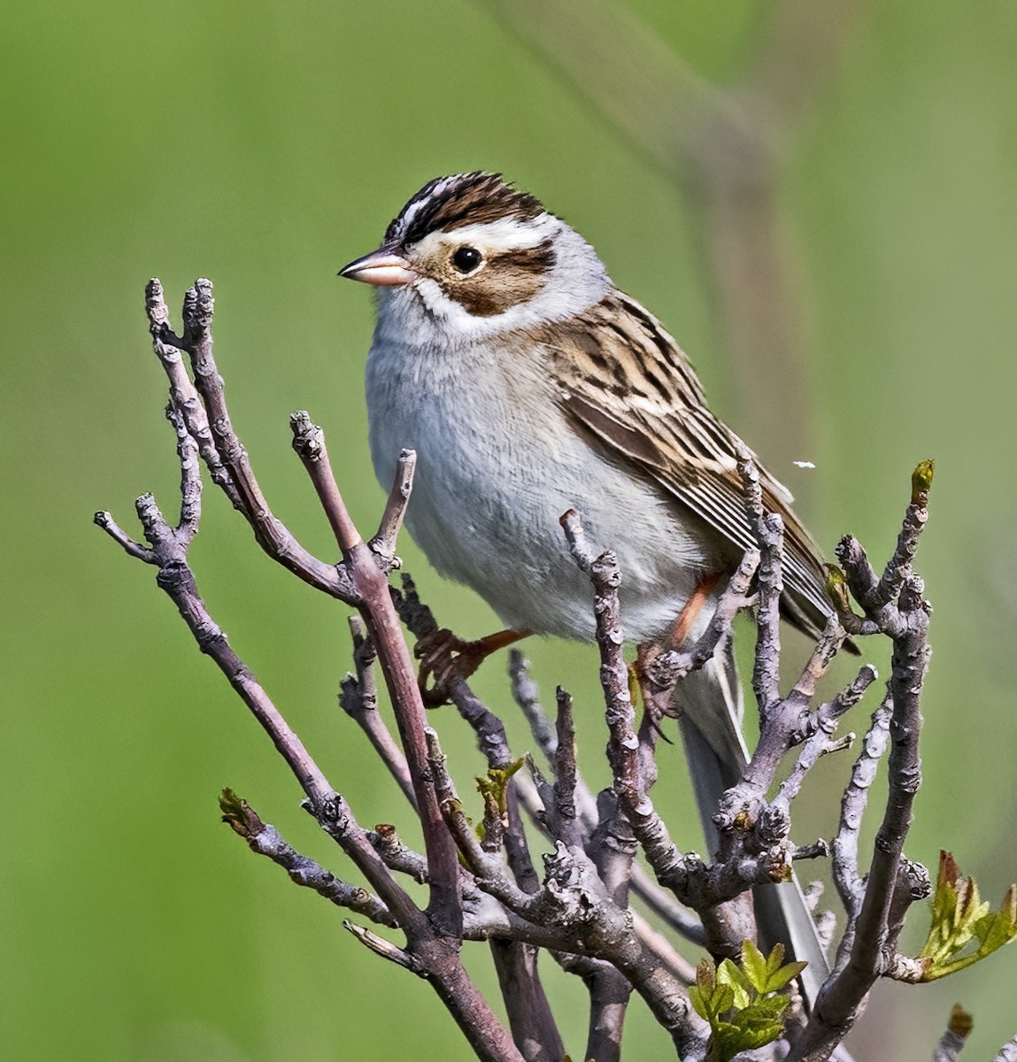 Clay-colored Sparrow - Mark  Herbert