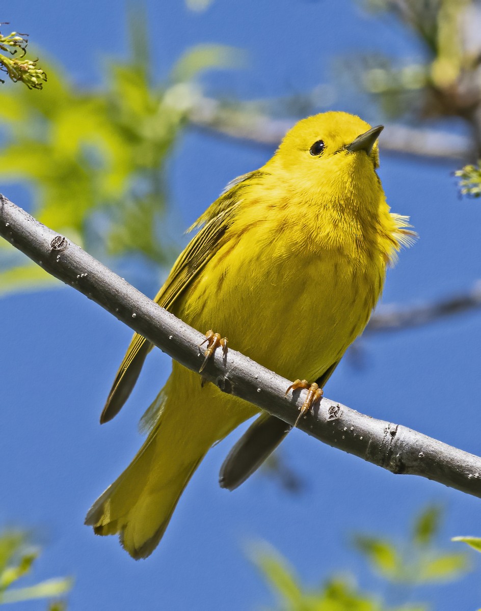 Yellow Warbler - Mark  Herbert