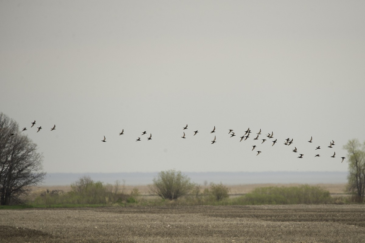 American Golden-Plover - ML454423611