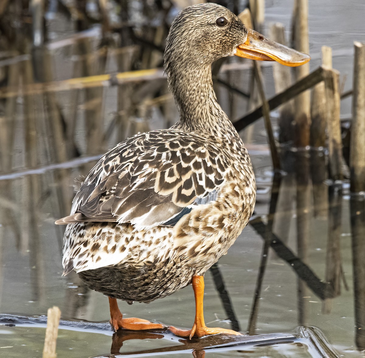 Northern Shoveler - Mark  Herbert