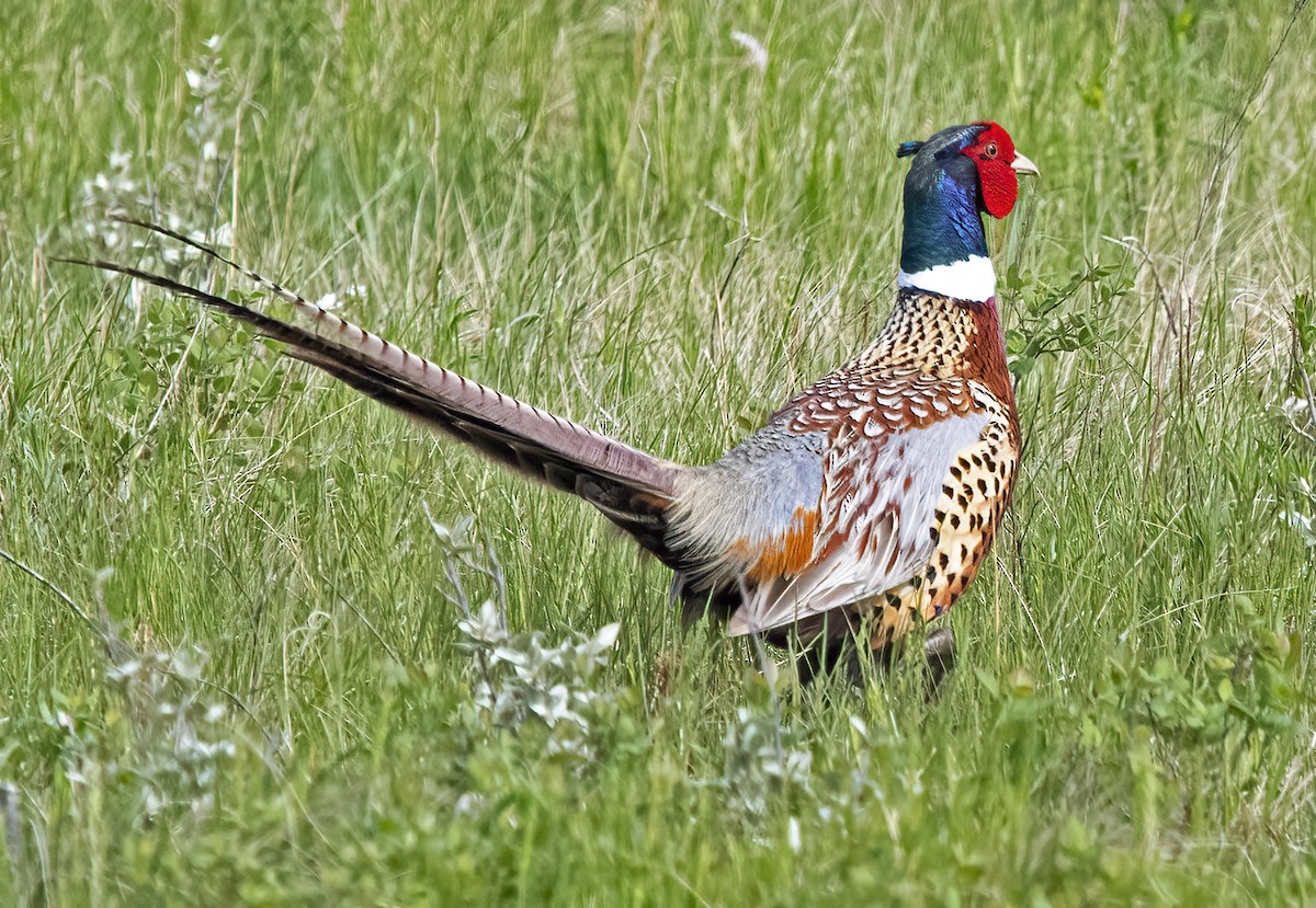 Ring-necked Pheasant - Mark  Herbert