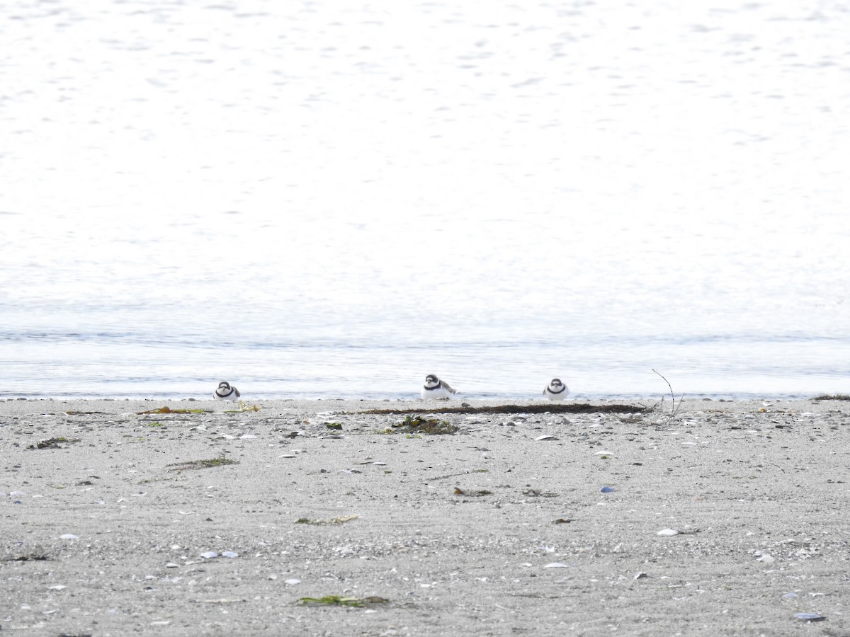 Semipalmated Plover - ML454425751
