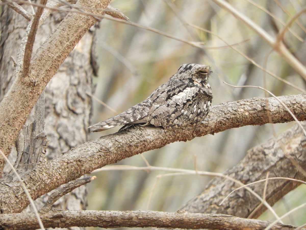 Jungle Nightjar - Vishal Mistry