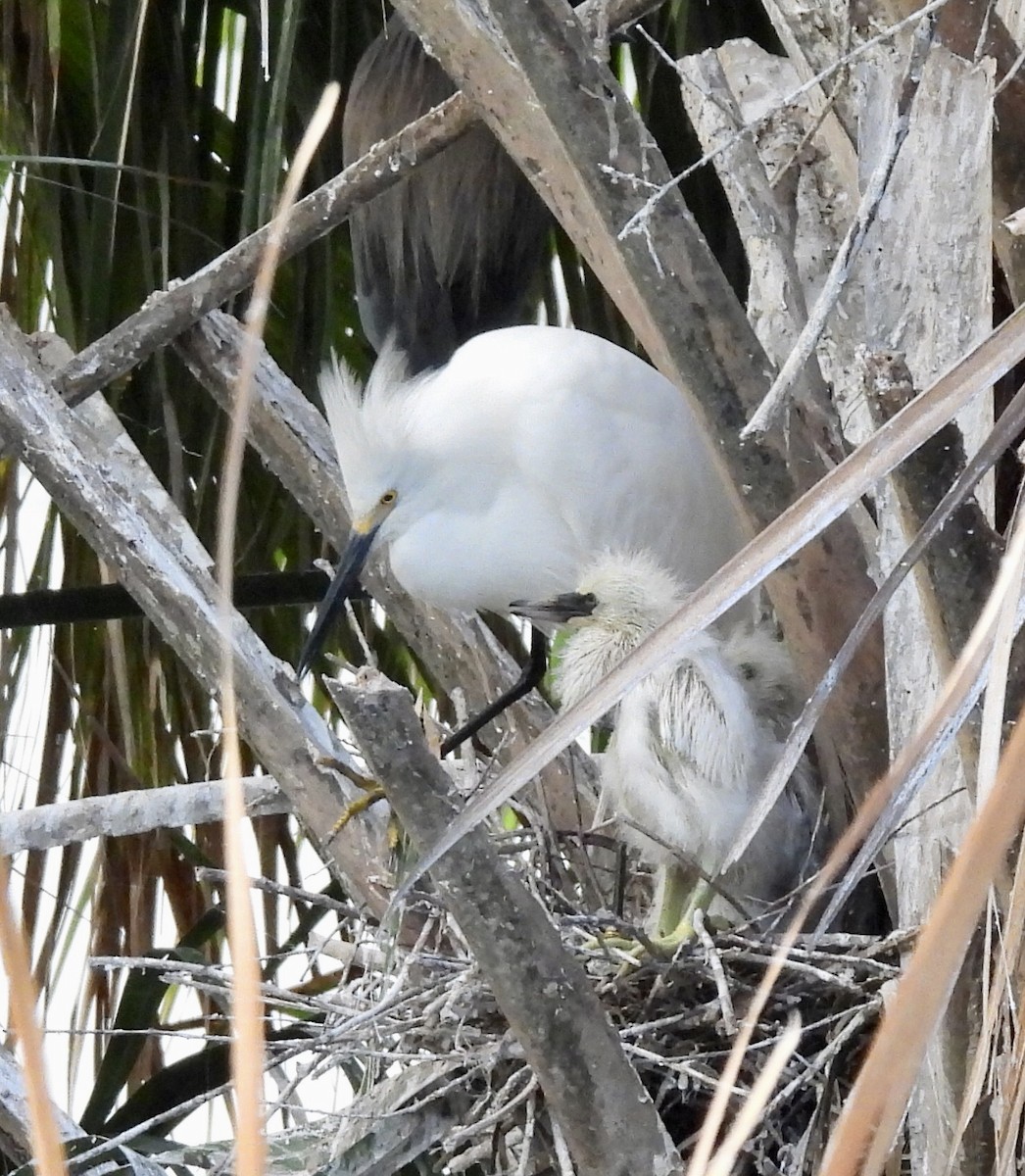 Snowy Egret - ML454427621