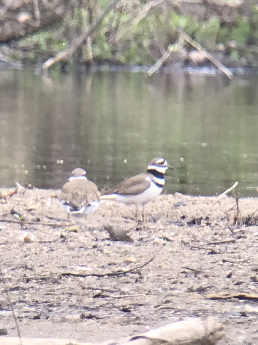 Killdeer - ML454428541