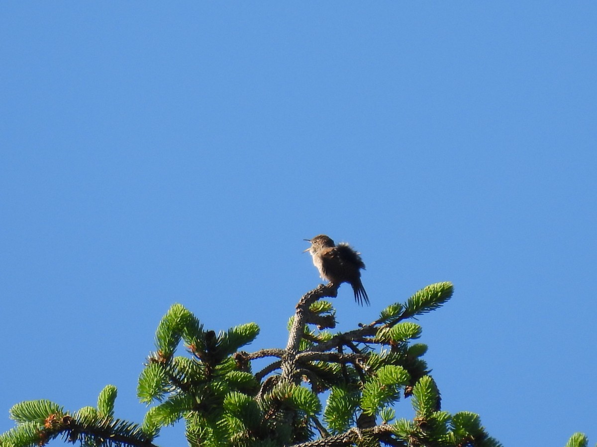 Northern House Wren - ML454429691