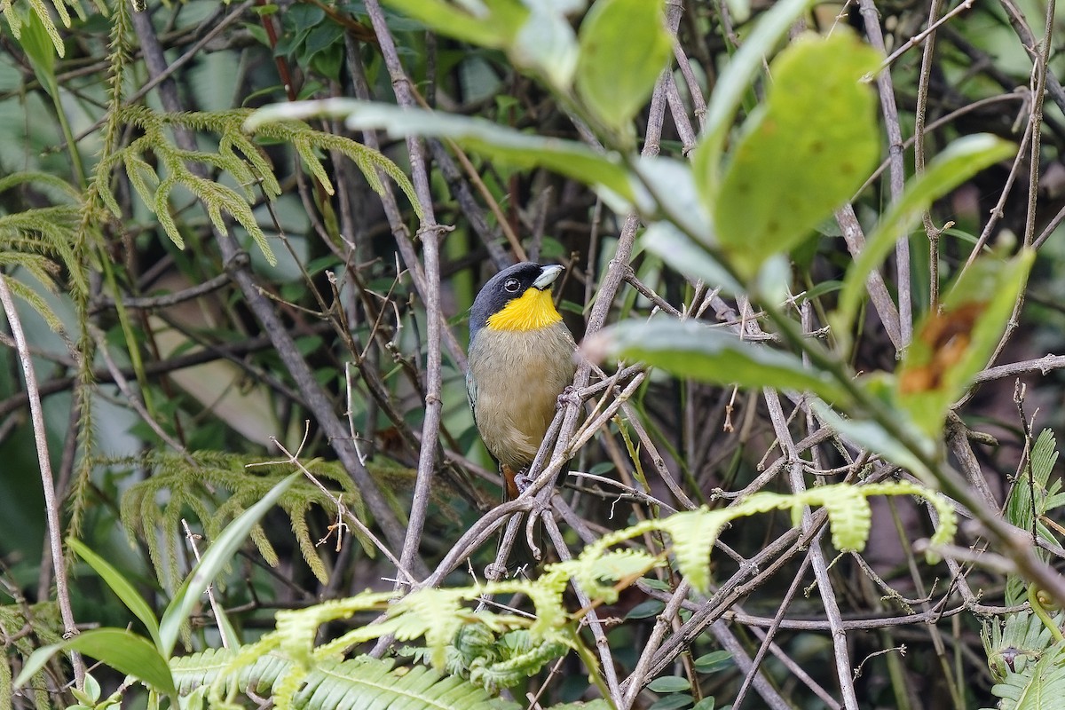 Tangara à bavette jaune - ML454430331