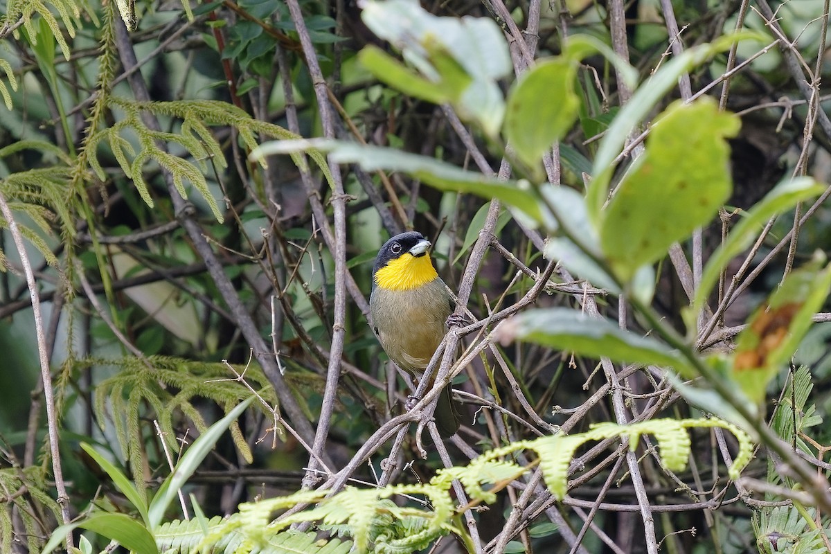 Tangara à bavette jaune - ML454430461