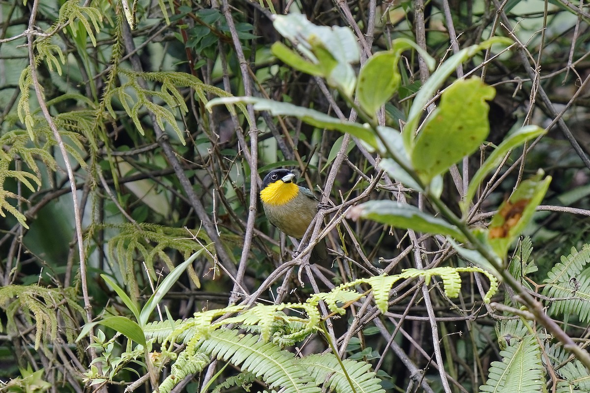 Tangara à bavette jaune - ML454430741