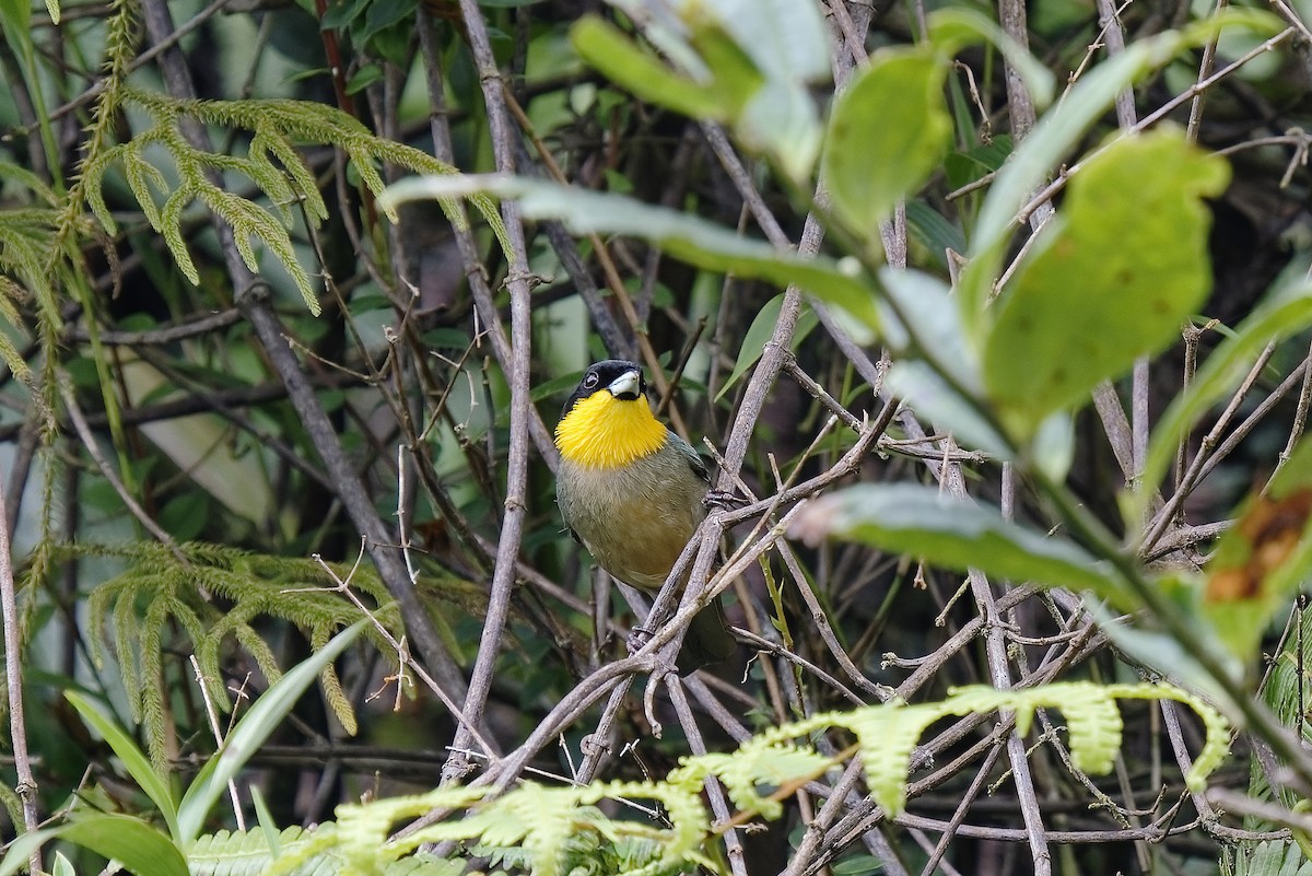 Tangara à bavette jaune - ML454430771