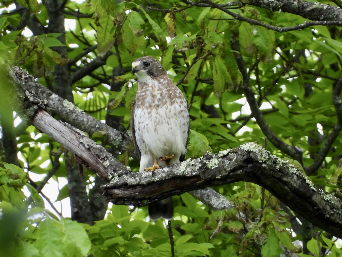 Broad-winged Hawk - ML454434511