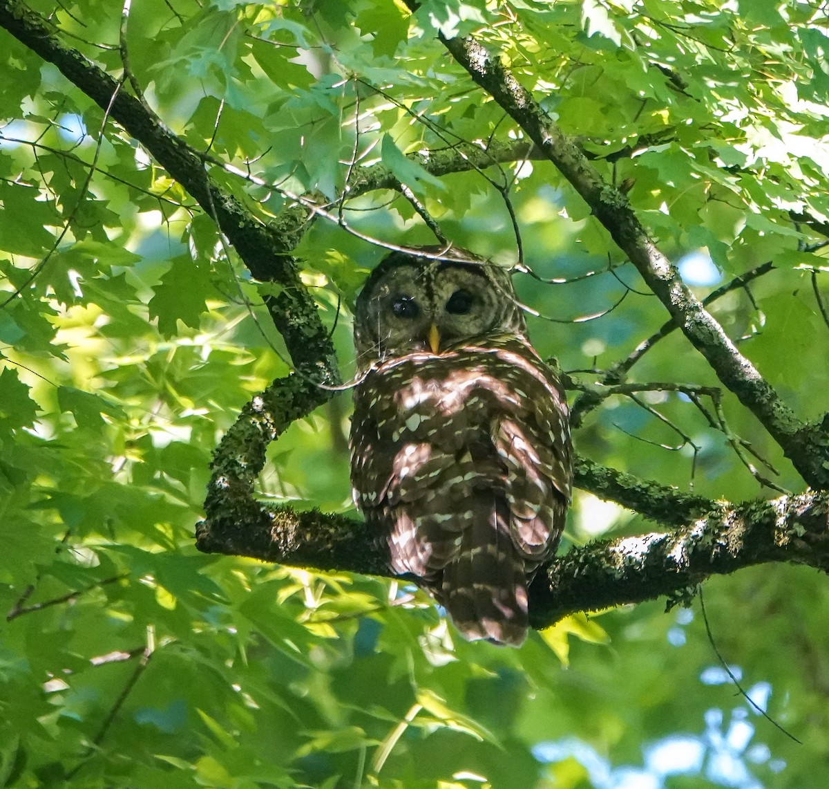 Barred Owl - ML454435501