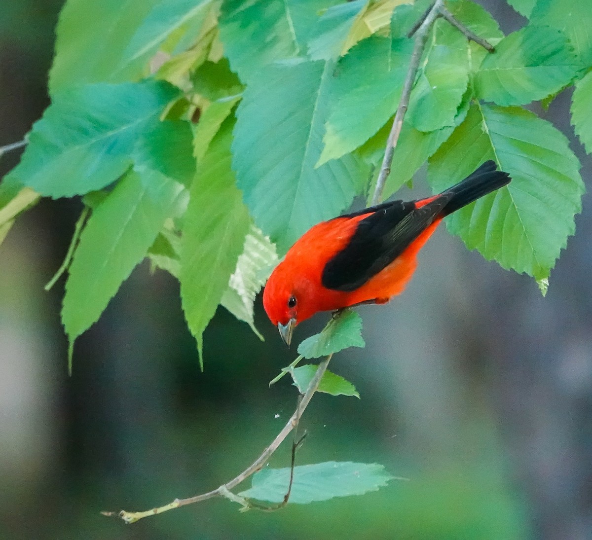 Scarlet Tanager - ML454435541