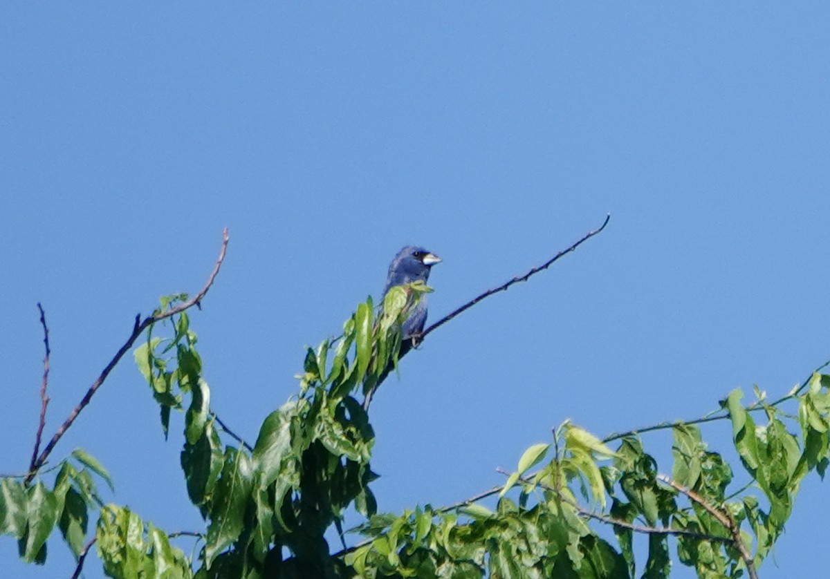 Blue Grosbeak - ML454435561