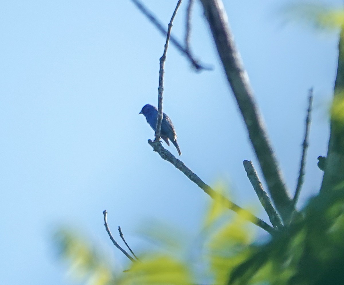 Indigo Bunting - Dave Hart