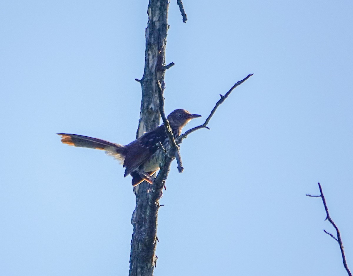 Brown Thrasher - ML454435751