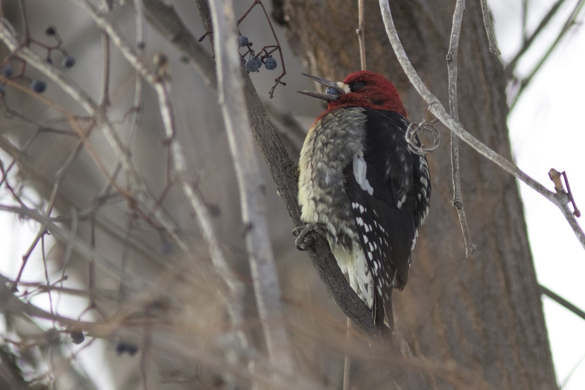Red-breasted Sapsucker (ruber) - ML45443751