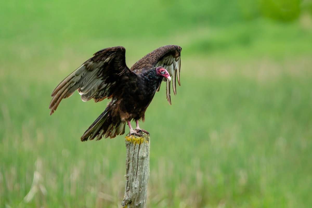 Turkey Vulture - ML454437561