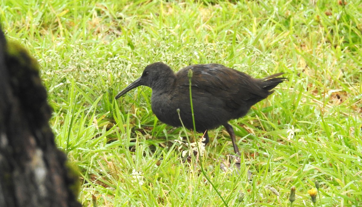 Plumbeous Rail - ML454437901