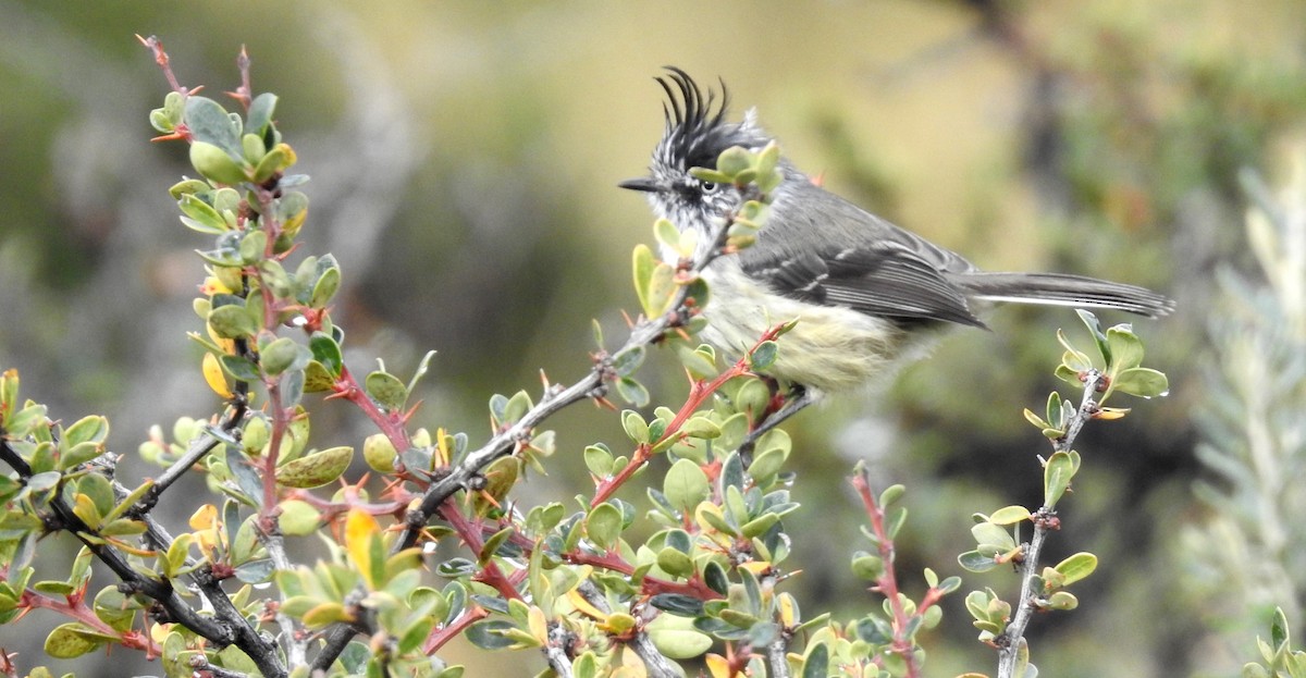 Tufted Tit-Tyrant - ML454438301